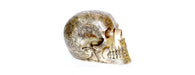 Giant Antique Brass Skull H30cm W50-Cheshire Furniture Outlet