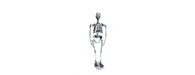 Skeleton H155cm-Cheshire Furniture Outlet