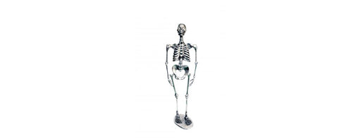 Skeleton H155cm-Cheshire Furniture Outlet