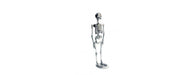 Skeleton H155cm-Cheshire Furniture Outlet