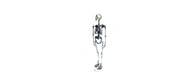 Skeleton H155cm-Cheshire Furniture Outlet