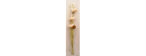 Sola Kuri Pink Rose-Cheshire Furniture Outlet